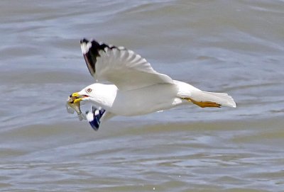 _MG_2811gull.jpg