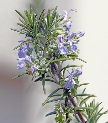 Spring Flowers and Plants for 2011