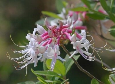 IMG_0700flow.jpg