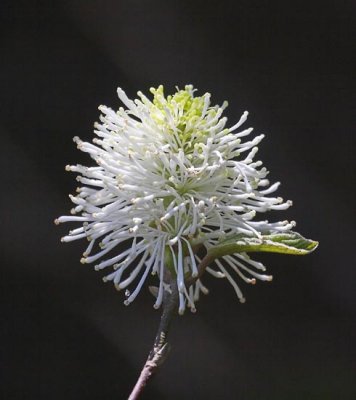 IMG_0707flow.jpg