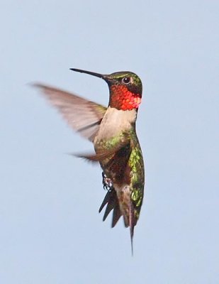 Hummingbird for 2011