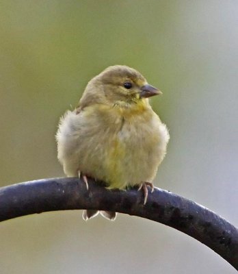 Wheeler National Wildlife Refuge - 09/14/2011