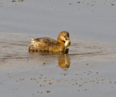 Wheeler National Wildlife Refuge - 10/20/2011