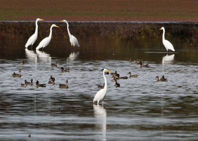 Wheeler National Wildlife Refuge