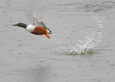 Wheeler National Wildlife Refuge - 02/01/2012