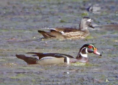 Wheeler National Wildlife Refuge - 03/06/2012