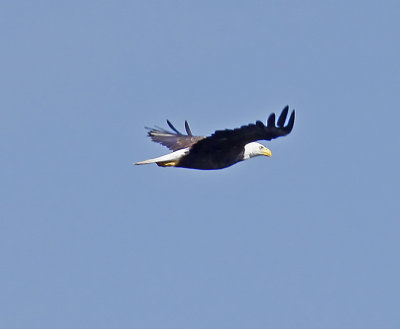 Wheeler National Wildlife Refuge/TVA  - 06/21/2012