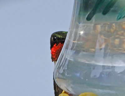 Hummingbirds for 2012 - Part 1