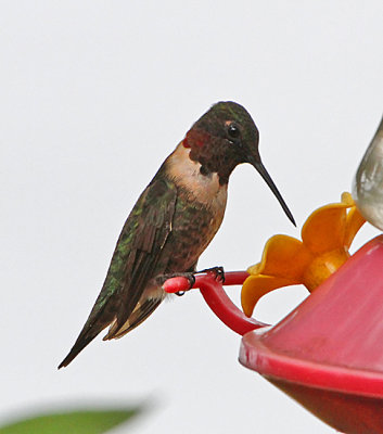 Hummingbird for 2012 - Part 2