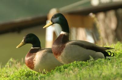 Mallard Duck Family Gallery