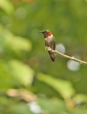 Hummingbird Families - 2nd Edition