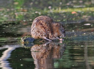 Muskrats and Otters Gallery