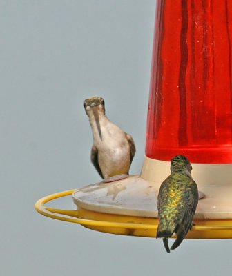 Hummingbird Families - 3rd Edition