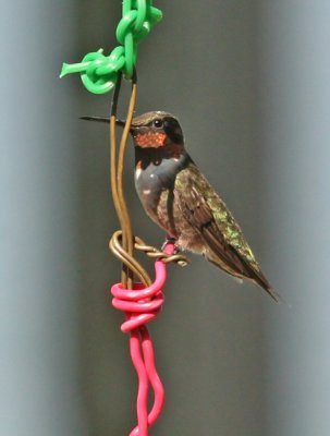 Hummingbird Families - 4th Edition