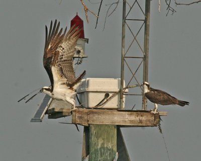 Ospreys - 3rd Edition (2006 Season)