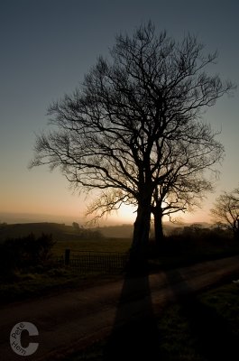 Tree and Low sun