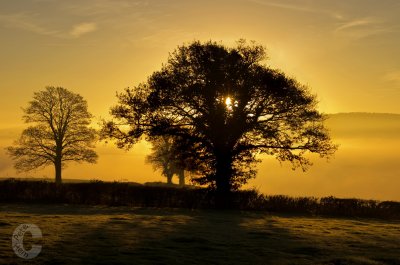 Sunrise and trees at Bradninch