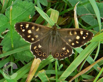 Speckled Wood?