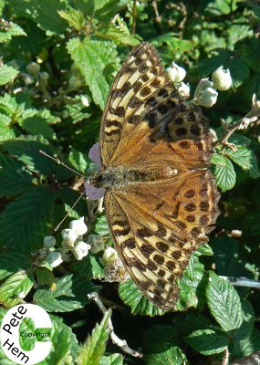 Fritillary Butterfly - slightly in the shade