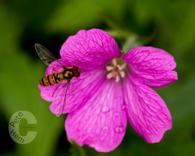 Hover fly