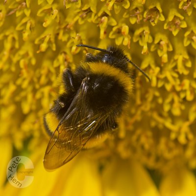 Bumble bee macro
