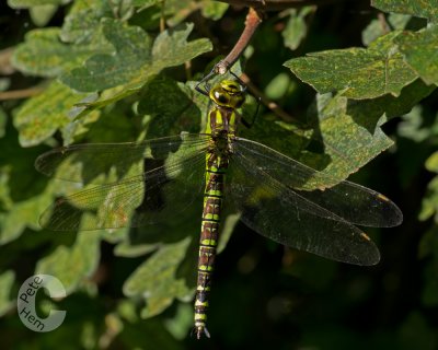 Dragonfly in our Garden