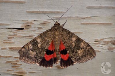 Red Underwing Moth