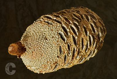 Seed cone from Australia