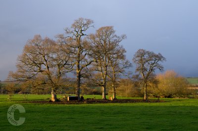 Tree and cattle feeder