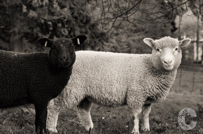 B&W lambs