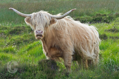 Longhorn cattle on Exmoor