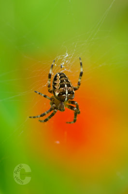 Spider in our Garden