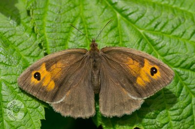 A Meadow Brown