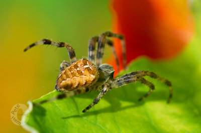 Spider on Nasturiums