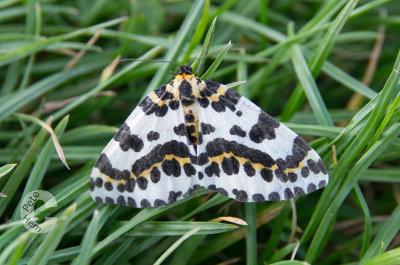 A Magpie Moth