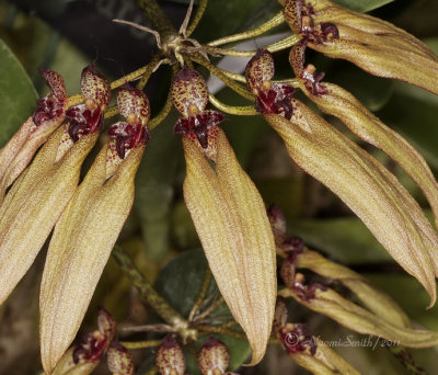 Bulbophyllum picturatum F11 #4916