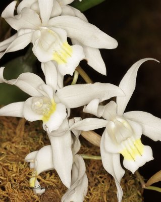 Coelogyne mossiae F11 #4885