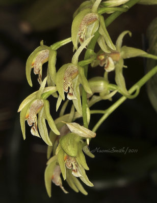 Coelogyne chloroptera F11 #4967