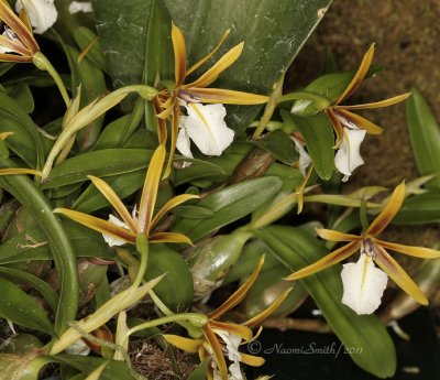 Epidendrum polybulbon F11 #4919