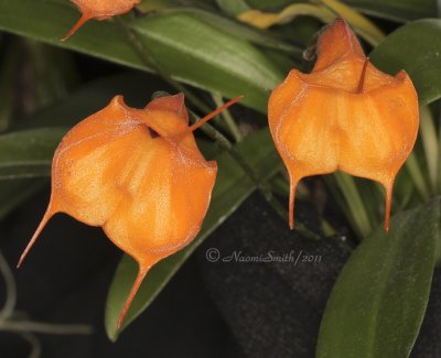 Masdevallia Tangerine Dragon F11 #4945