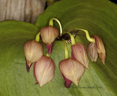 Pleurothallis teague F11 #4867