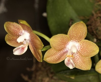 Phalaenopsis Tying Shin F11 #4909