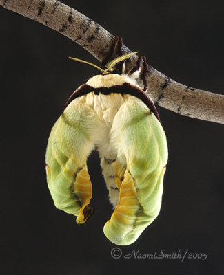 Actias selene - Indian Moon Moth - drying off