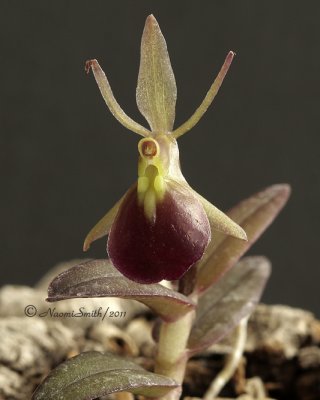 Epidendrum porpax F11 #4821