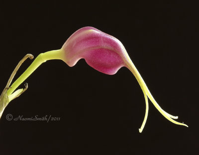 Masdevallia infracta AP11 #5551