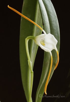 Masdevallia laucheana AP11 #5544