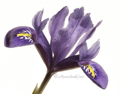 Iris AP11 #5624
