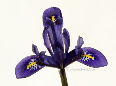 Iris AP11 #5638