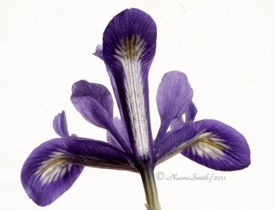 Iris AP11 #5664