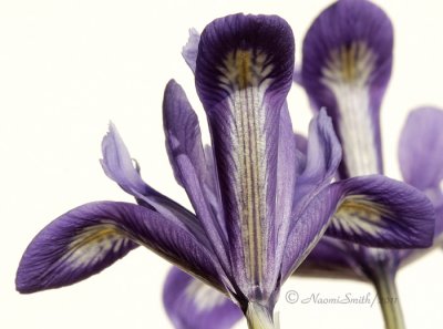 Iris AP11 #5671